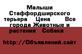 Малыши Стаффордширского терьера  › Цена ­ 1 - Все города Животные и растения » Собаки   